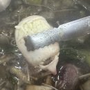 해남성쭈꾸미 이미지