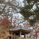 용문산 은행나무길(물소리길 6코스) 이미지