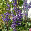 (주)세이지 이미지