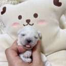 부산강아지분양 앨리펫 네이버블로그