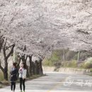 백운면 벚꽃길 이미지