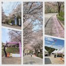 북산면보건지소 | 춘천 부귀리 벚꽃 엔딩 2026.4.17