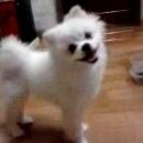 로얄애견 이미지