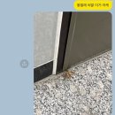 육회한물고기
