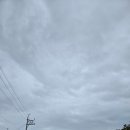카페로즈모스