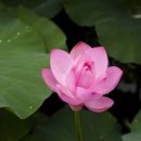 연잎차 효능 카페인 연잎 효과 이미지