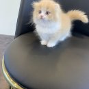 제이제이캣 이미지