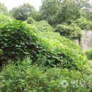 충청남도 홍성군 상하리사지(上下里寺址)(1)