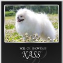 로베르토폼 이미지