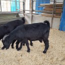 우리염소 이미지