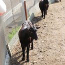 정화목장 이미지