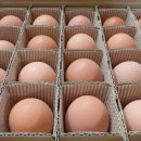 유나네 자연숲 농장 | 오늘N 연천 유정란 유나네 자연숲 농장 택배 주문 달걀 계란 양계장 감동 집밥 한상