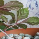 고려농약사 이미지