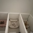 땡큐 베리 도그 이미지