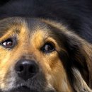 나의 반려견 이미지