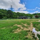 퍼피스쿨 이미지