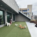 호텔오마이 | 부산 강서구 애견동반카페 실내 실외공간 둘다 있는 오마이구미
