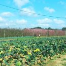매화농장 이미지