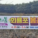 2024년예천의봄 회룡포봄꽃축제일정 4월 20~21 27~28 5월 4~6회룡포일원 이미지