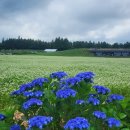 제주 수국 명소 보롬왓 | 6월에 만난 메밀꽃밭과 감동 가득한 깡통기차 아이와 체험 후기