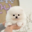 꿈키우다스포츠메디컬센터 | 마산강아지입양 멋진 외모에 귀여운 성격까지