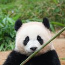참숯꼼장어