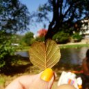 "Heartleaf" 이미지