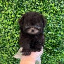 요크독애견샵 | 위례애견분양 솔직한 헬스독 송파점 애견샵 후기