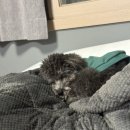 요리조리유치원 이미지