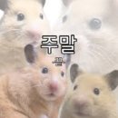 대전조이약국 | 치루수술 후기 - 2차 세톤수술, 치루수술 방법 세톤수술 방법 세톤수술 통증 후기 고통 좌욕 거즈교체...