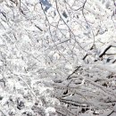 꽃의나라 이미지