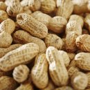 땅콩이네 이미지