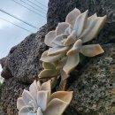 협재별지기 이미지