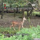 한라목장 | 한라생태숲과 제주마방목지, 한라산근처 제주야생동물을 만날 기회🦌🐃🫏