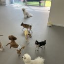 퍼피트리 애견유치원&호텔 이미지