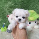 광주강아지분양 고양이분양 펫왕국 | 광주광역시강아지분양 펫왕국 고양이분양 후기