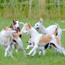 댕댕이 운동장 이미지