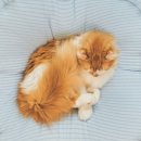 데오덴탈 이미지