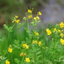 한평소류지 이미지