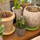 신창로L | 그린밋 l 장미 웨딩부케 웨딩촬영 생화 부케ㅣ광주 신창동 꽃집ㅣ광주 꽃다발