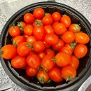 달코미 - 서구 관저중로 86-1 | 국내산대추토마토 / 대추방울토마토 오래 둬도 신선한 달코미 솔직후기