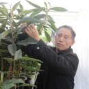 비파나무집 이미지