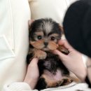 펫매니저 | 양산강아지분양 철저한 관리에 흡족한 미유펫