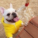 롯데애견 이미지