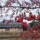 수림마을진입로 | [충남] 2023, 충남 고택 Tour … 2. 아산 외암 민속마을