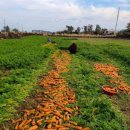 직접수확한 구좌당근 팔아요🥕🥕좋은걸로만 내드려요^^ 이미지