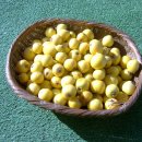 비파나무집 이미지