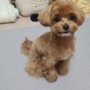 개깎쟁이 이미지