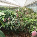 애플망고 이미지