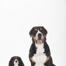 왕십리동물병원 이미지